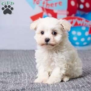 Maggie, Havachon Puppy